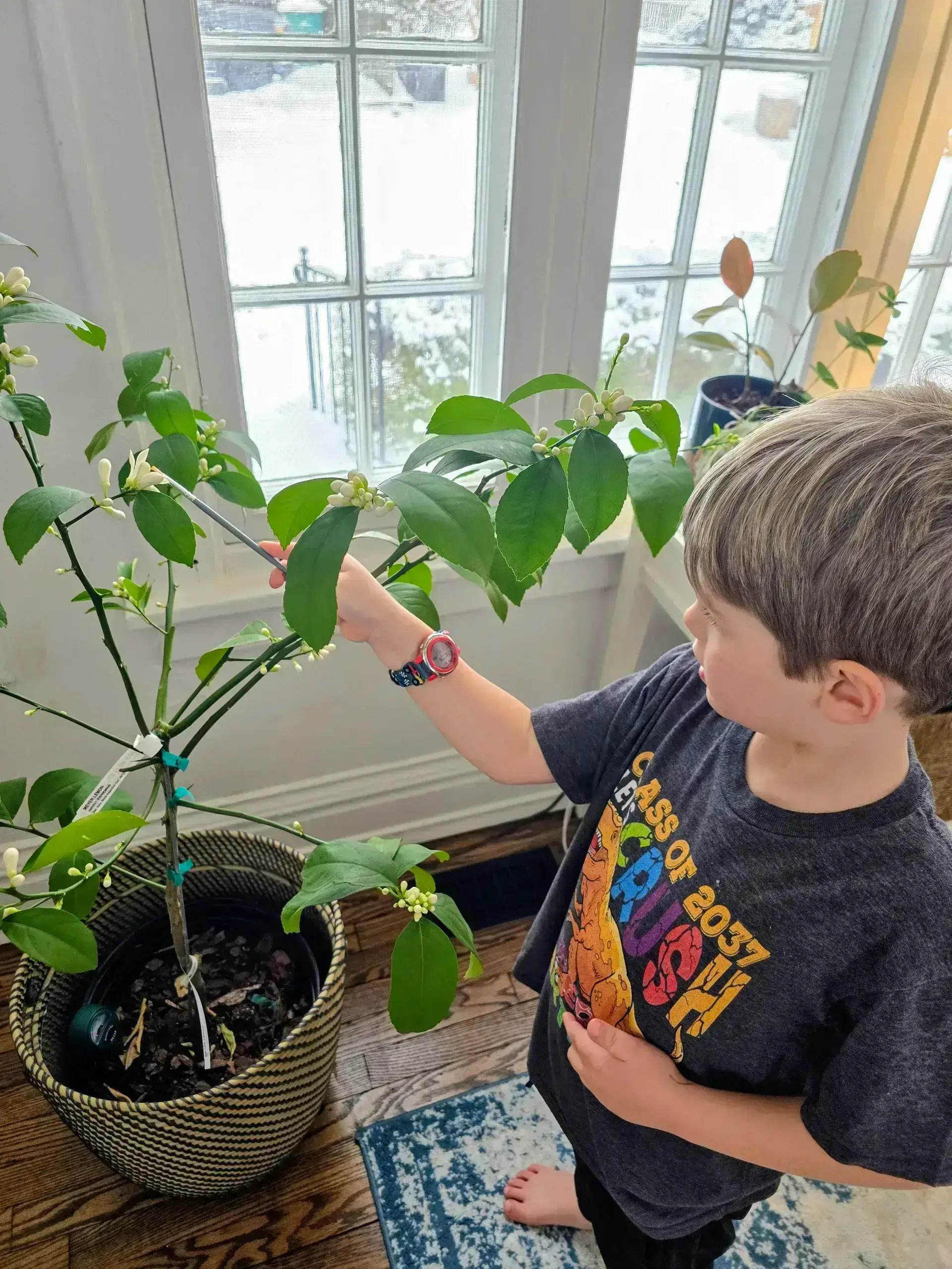 Child examining plant by a window.