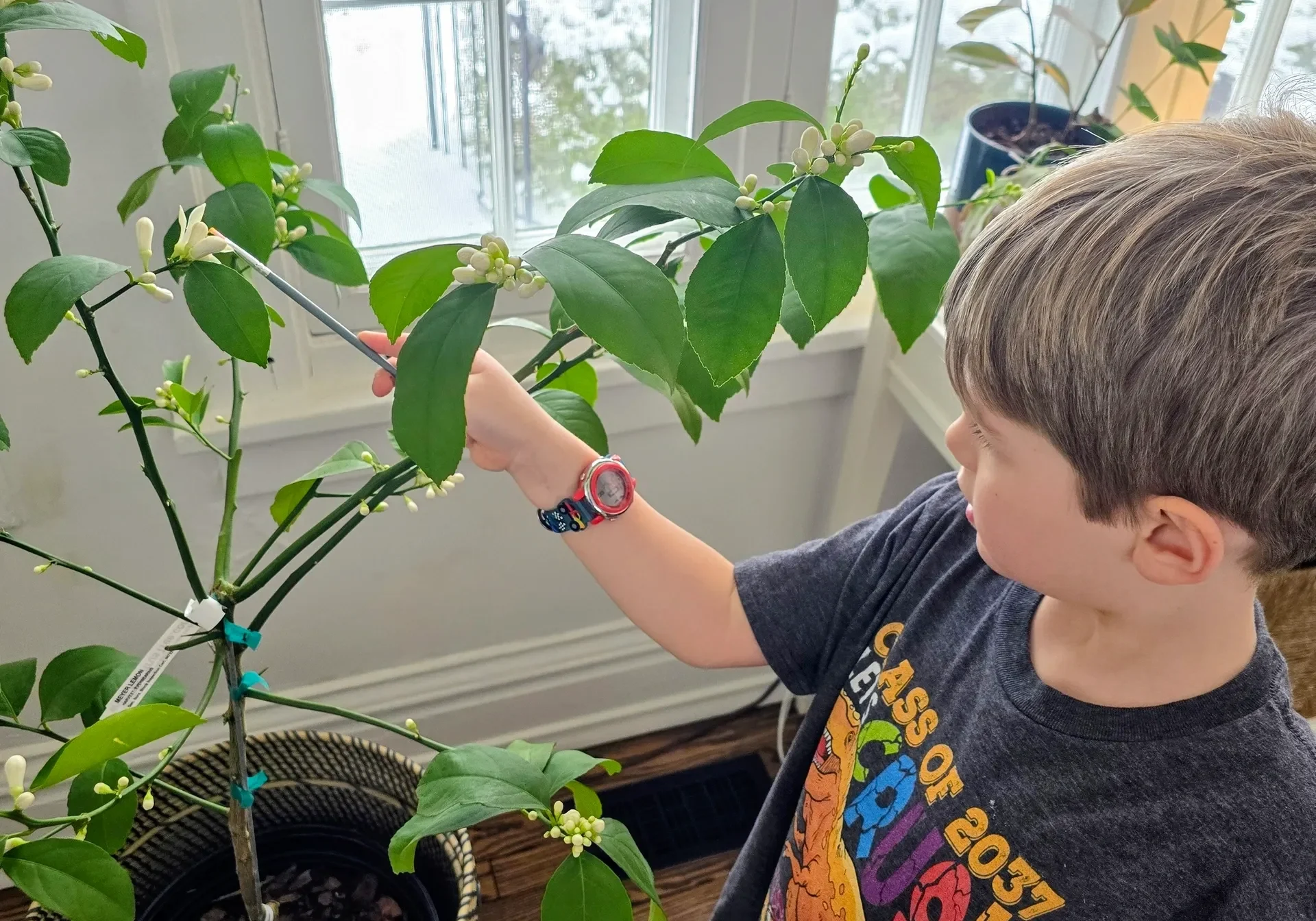 Child examining plant by a window.